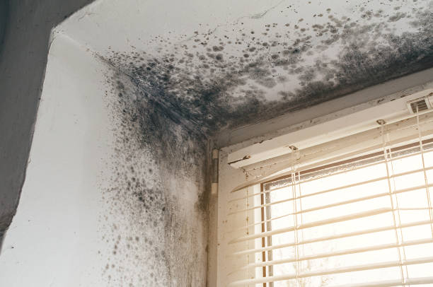 Affordable Basement Mold Removal solutions in Little Falls, MN